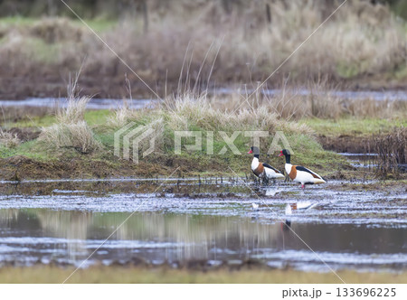 Pair of common shelducks standing in wetland habitat, Normandy, France Pair of common shelducks standing in wetland habitat, Normandy, France 133696225