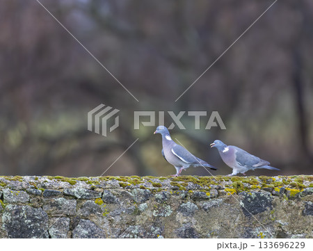 Wood pigeons standing on a mossy stone wall 133696229