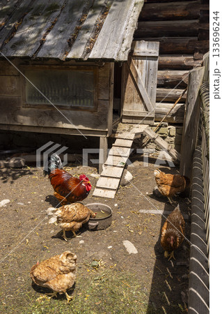 Rooster and hens by wooden chicken coop 133696244