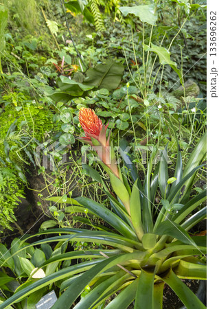 Vibrant orange bromeliad blooming in a tropical greenhouse 133696262
