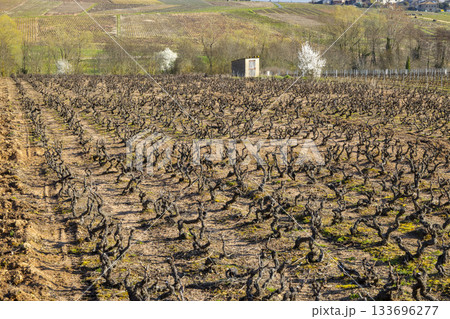 Chenas vineyard landscape showing ancient vines in dormant season 133696277