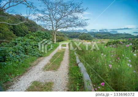 コスモスロード秋の小径 133696372