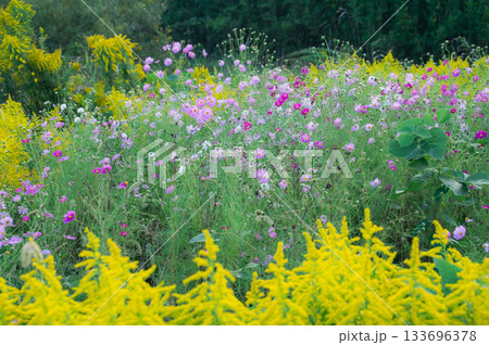 カラフルなコスモス畑 133696378