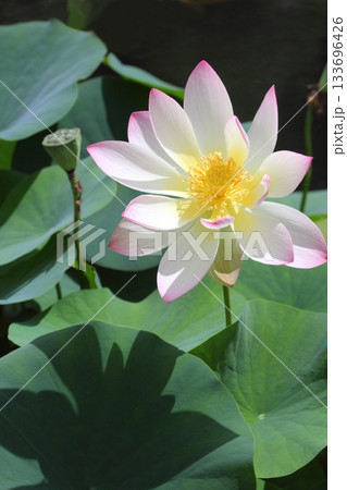 蓮の花 蓮の花 133696426