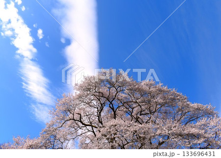 寄居町 氏邦桜 (埼玉県) 寄居町 氏邦桜 (埼玉県) 133696431