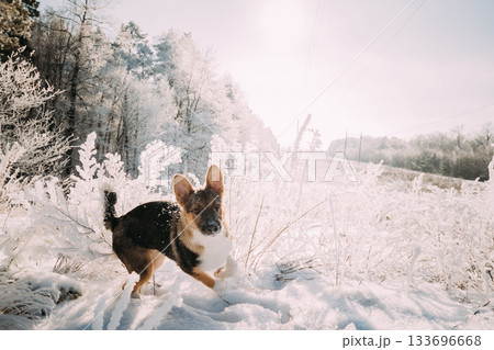 Puppy Of Mixed Breed Dog Playing In Snowy Forest In Winter Day 133696668
