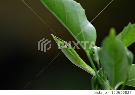 Green Snake Head Green Snake Head 133696827