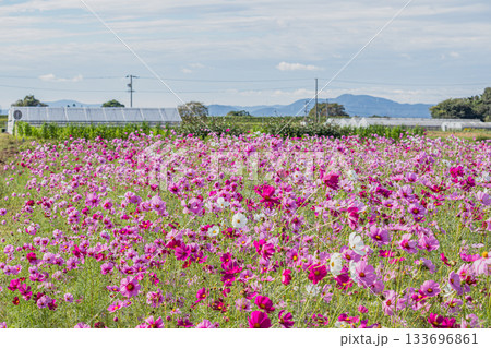 磐田市のコスモス畑の風景(静岡県) 磐田市のコスモス畑の風景(静岡県) 133696861