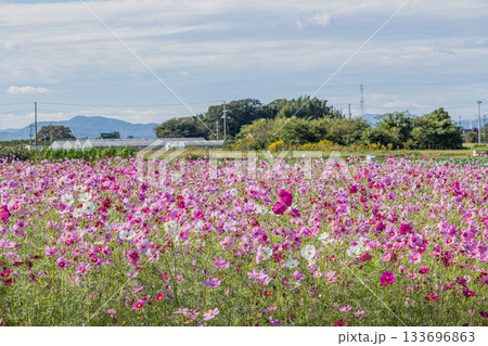 磐田市のコスモス畑の風景(静岡県) 133696863