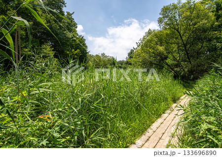 夏の北本自然観察公園・緑豊かな湿地を歩く木道の風景 133696890