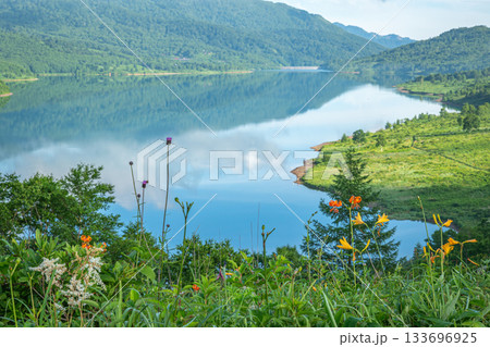 夏の野反湖を彩る高原の花々と澄んだ湖面が広がる絶景風景(群馬・中之条町) 夏の野反湖を彩る高原の花々と澄んだ湖面が広がる絶景風景(群馬・中之条町) 133696925