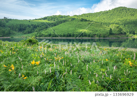 夏の野反湖を彩る高原の花畑と緑広がる爽やかな湖畔風景（群馬・中之条町） 133696929