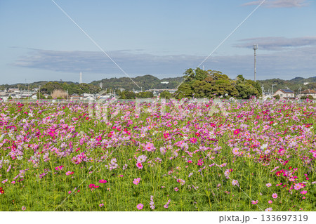 袋井市のコスモス畑の風景(静岡県) 133697319