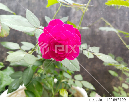 red rose growing in plastic pot. red rose growing in plastic pot. 133697499