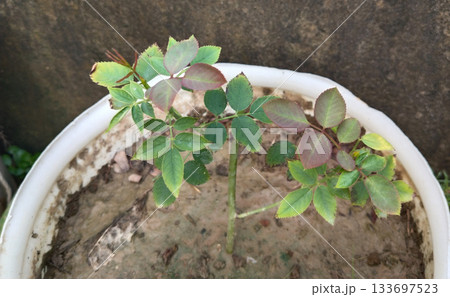 small rose plant growing on bucket small rose plant growing on bucket 133697523