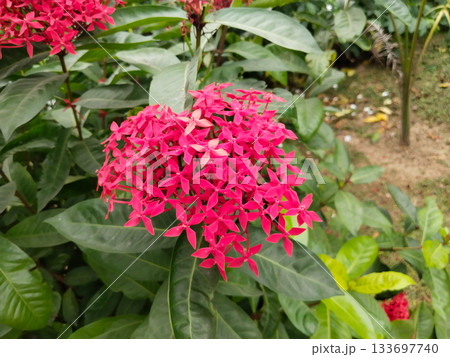 Red Ixora chinensis (Chinese Ixora, Ishwara, West Indian Jasmine, Jejarum, Viruchi, Jungle Flame, Jungle Red Ixora chinensis (Chinese Ixora, Ishwara, West Indian Jasmine, Jejarum, Viruchi, Jungle Flame, Jungle 133697740