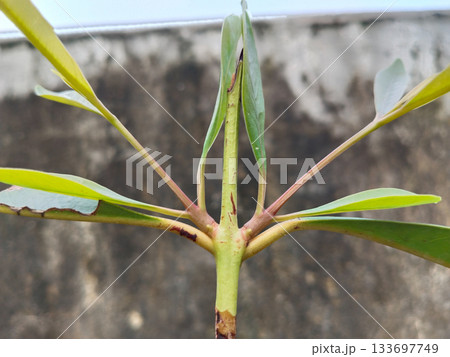 Java plum plant top view Java plum plant top view 133697749