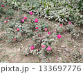 Indian rose cutting plant growing with his flower 133697776