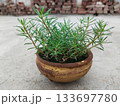 portulaca plant growing in clay bowl pot. beautiful plant and plants 133697780