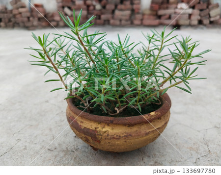 portulaca plant growing in clay bowl pot. beautiful plant and plants 133697780