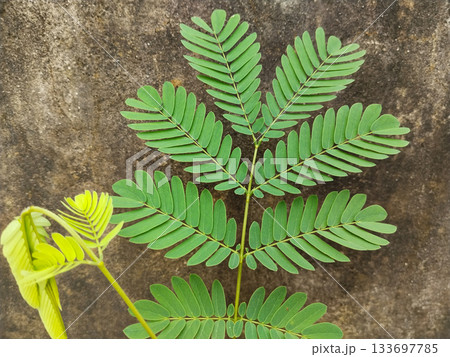 close up view of wild tamarind plant leaves. Siris leaf closeup 133697785