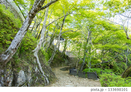 木漏れ日が差し込む備中松山城の美しい緑道 木漏れ日が差し込む備中松山城の美しい緑道 133698101