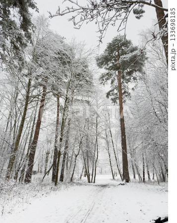 it is snowing heavily in the park, large flakes of snow are slowly falling on tree branches, no people, nobody it is snowing heavily in the park, large flakes of snow are slowly falling on tree branches, no people, nobody 133698185