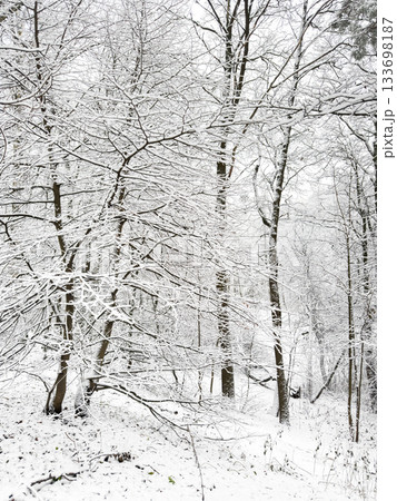it is snowing heavily in the park, large flakes of snow are slowly falling on tree branches, no people, nobody 133698187