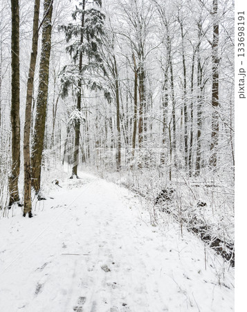 it is snowing heavily in the park, large flakes of snow are slowly falling on tree branches, no people, nobody it is snowing heavily in the park, large flakes of snow are slowly falling on tree branches, no people, nobody 133698191