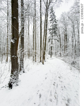 it is snowing heavily in the park, large flakes of snow are slowly falling on tree branches, no people, nobody it is snowing heavily in the park, large flakes of snow are slowly falling on tree branches, no people, nobody 133698207