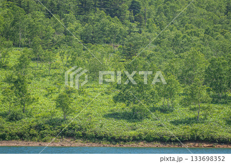 野反湖畔に広がる初夏の緑豊かな森と湖畔の風景(群馬県中之条町) 野反湖畔に広がる初夏の緑豊かな森と湖畔の風景(群馬県中之条町) 133698352