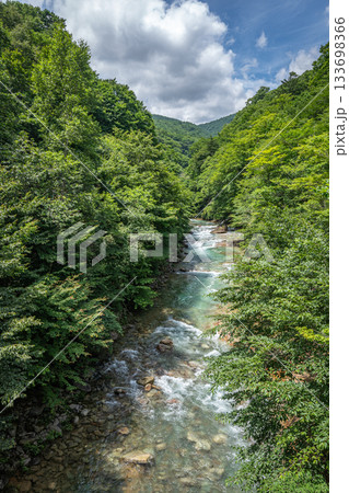 中之条町・万沢林道を流れる白砂川の清流と夏の深緑の渓谷風景 中之条町・万沢林道を流れる白砂川の清流と夏の深緑の渓谷風景 133698366