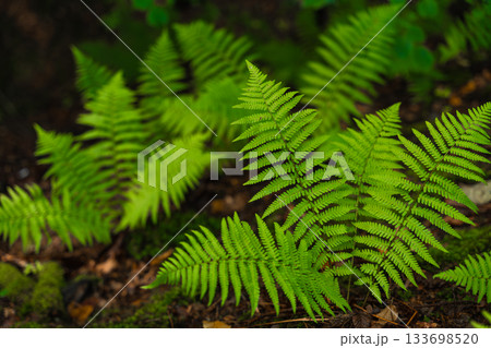 Bright green fern growing in Czech forest with soft natural light and dark blurred background. Bright green fern growing in Czech forest with soft natural light and dark blurred background. 133698520