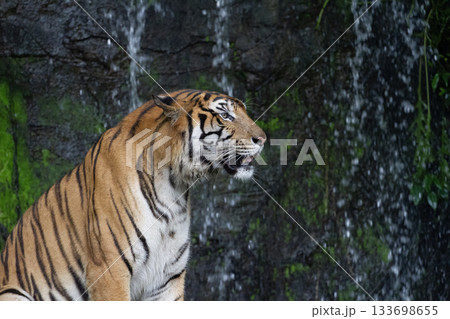 Close up tiger sitdown in front of the waterfall 133698655