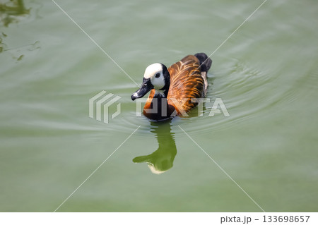 The White-faced Whistling Duck is swimming in the river 133698657