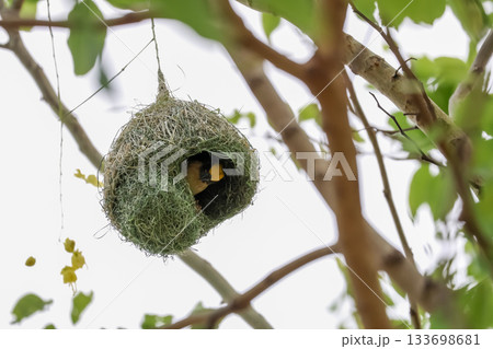 The yellow bird on Build nest from dry stick hay in nature The yellow bird on Build nest from dry stick hay in nature 133698681