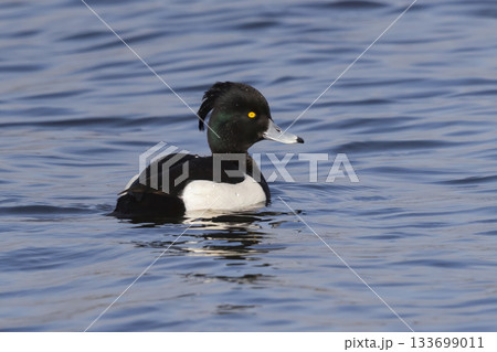 Male tufted duck swimming in Arkemheenpolder, showcasing its distinctive features and vibrant colors during a clear day Male tufted duck swimming in Arkemheenpolder, showcasing its distinctive features and vibrant colors during a clear day 133699011