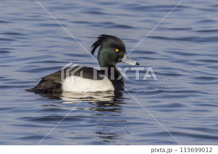 Male tufted duck swims gracefully in Arkemheenpolder, Netherlands during a sunny afternoon Male tufted duck swims gracefully in Arkemheenpolder, Netherlands during a sunny afternoon 133699012