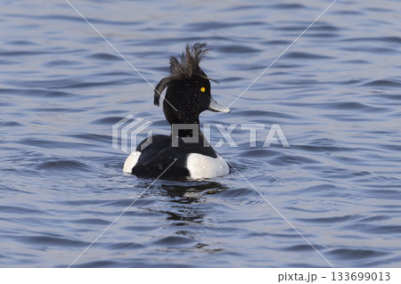 Male tufted duck swimming gracefully in Arkemheenpolder, Netherlands during a sunny afternoon Male tufted duck swimming gracefully in Arkemheenpolder, Netherlands during a sunny afternoon 133699013