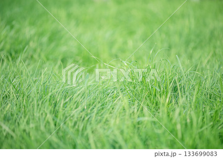 Green grass thin focus part. Natural green background. Green grass thin focus part. Natural green background. 133699083