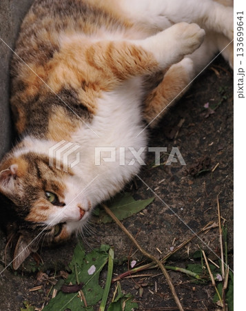 側溝で寝る可愛い猫 側溝で寝る可愛い猫 133699641
