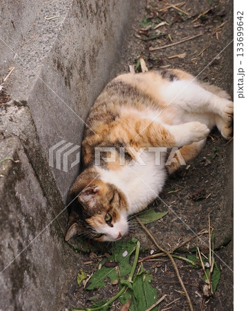 側溝で寝る可愛い猫 側溝で寝る可愛い猫 133699642