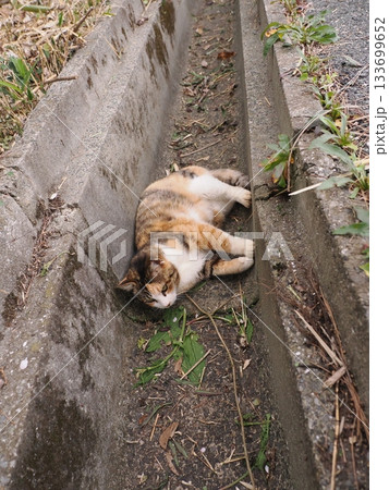 側溝で寝る可愛い猫 側溝で寝る可愛い猫 133699652