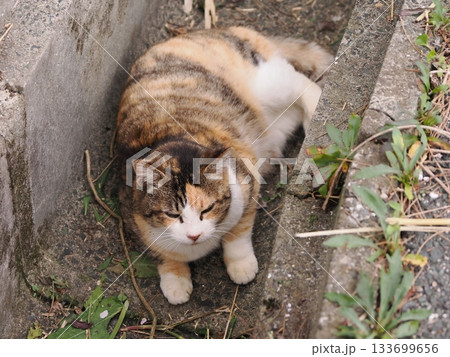 側溝で寝る可愛い猫 側溝で寝る可愛い猫 133699656