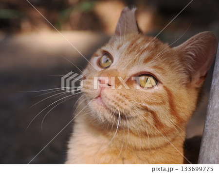 遊びに夢中の茶トラの可愛い子猫 遊びに夢中の茶トラの可愛い子猫 133699775