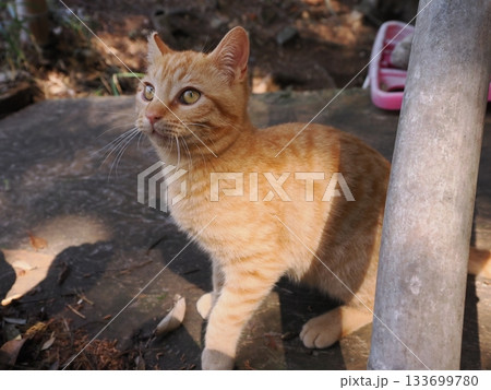遊びに夢中の茶トラの可愛い子猫 133699780