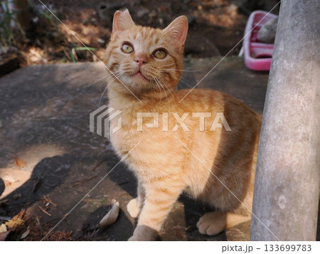 遊びに夢中の茶トラの可愛い子猫 133699783