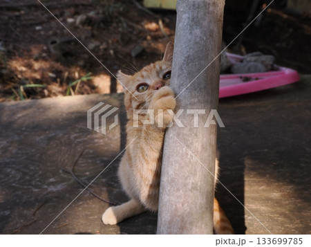遊びに夢中の茶トラの可愛い子猫 遊びに夢中の茶トラの可愛い子猫 133699785