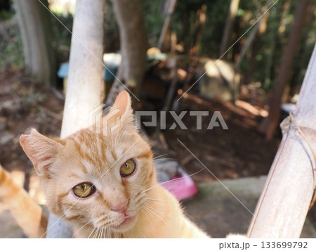遊びに夢中の茶トラの可愛い子猫 133699792