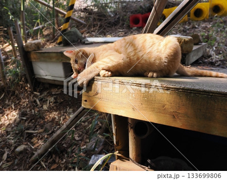 遊びに夢中の茶トラの可愛い子猫 遊びに夢中の茶トラの可愛い子猫 133699806